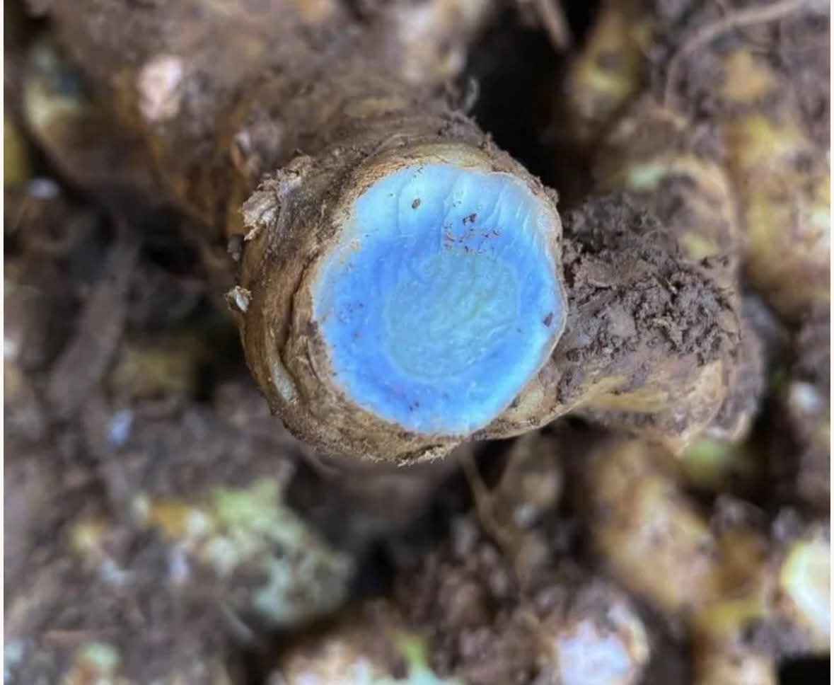 Have you ever heard of blue turmeric?